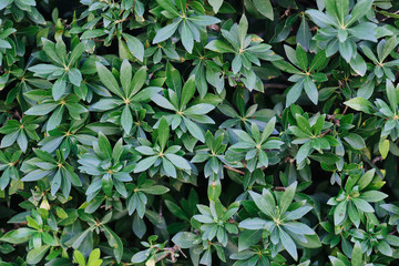 Obraz premium текстура кроны зеленого куста