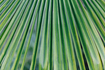 пальмовый лист