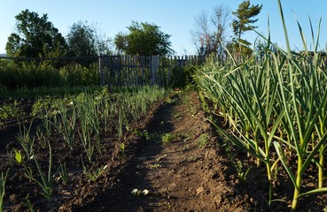 Фрагмент огородного участка и грядок с растущими на них луком и чесноком.
