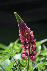 Lupine