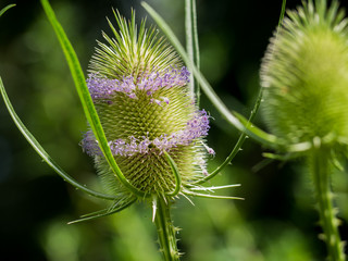Common teasel flower