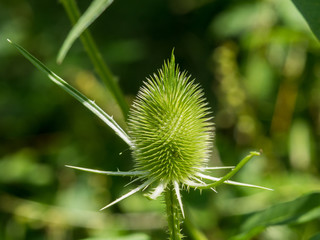 Common teasel green