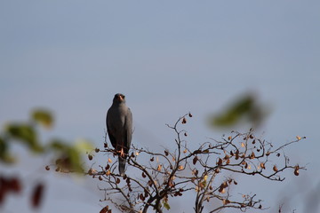 A lonely goshawk
