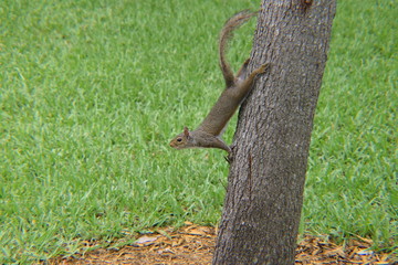 Squirrel