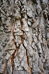 Old cracked oak tree trunk texture with green moss, gray blurry vertical background, close up detail