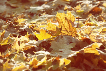 Yellow fallen maple leaves in the park, fall season outdoor background