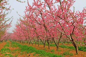 Peach garden scenery