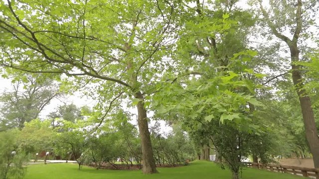 Big maple in the park, green big maple, Maple leaves sway in the wind