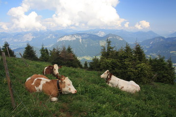 Almidylle auf dem Berg