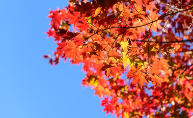 red maple leaf on blue sky, nature leaf