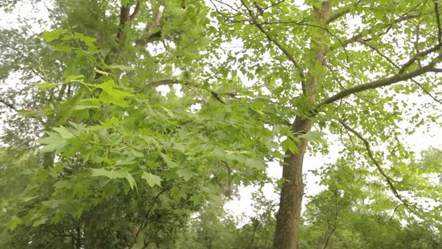 Big maple in the park, green big maple, Maple leaves sway in the wind