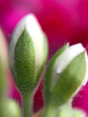 Młode pąki pelargonii © Magda