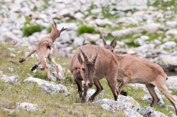 Caucasian mountain goat tour. Out in the wild in a natural habitat.