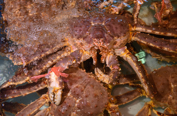 Fresh King Crab in water at fish market in Japan. Taraba is name the king of crabs. Tasty, delicious and expensive. Hokkaido's famous seafood.Alaska crab.