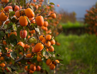 Persimmons at fruit garden, Valencia, Spain