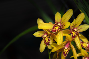 Beautiful Yellow Spathoglottis flower orchid 
