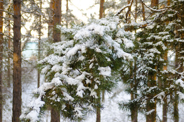Pine (fir) branch under the snow. Winter coniferous forest in the evening.