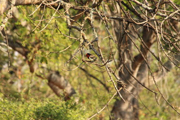 A black-collared barbet