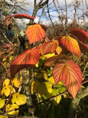 autumn leaves on tree