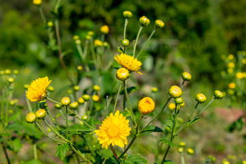 Yellow flowers or Chrysanthemum in gaden.