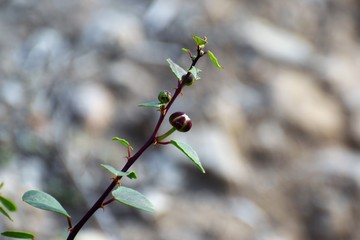 Cyprus Mediterranean nature