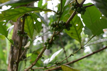 Unripe green coffee berry fruits attached to stem of the tree. close up
