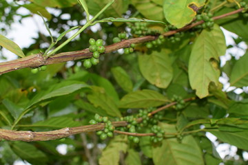 Unripe green coffee berry fruits attached to stem of the tree. close up