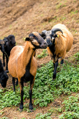 Two cameroon sheep (male and female) stand side by side in the pasture