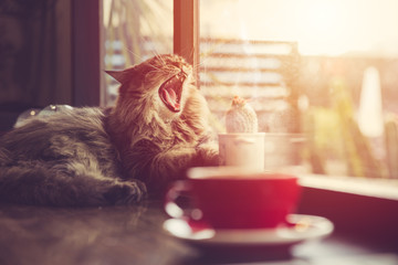 Naklejka premium lazy cat yawning with morning sunshine from windows with coffee cup vintage beautiful pet.