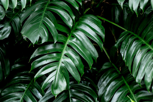 Fototapeta Tropical deep forest leaves jungle leaves green plant wet in rainforest.