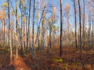 Fragment of deciduous and conifers forest in late autumn