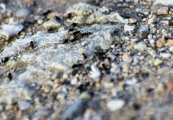 ants hard working