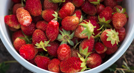 picking strawberries in a bucket in strawberry plants