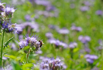 Field of flowering phacelia with bee