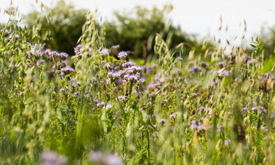 field of phacelia and oats