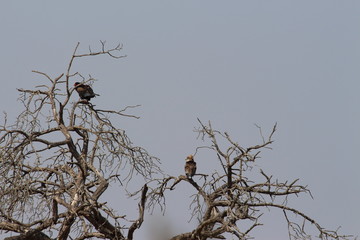 Bateleur standing on a tree