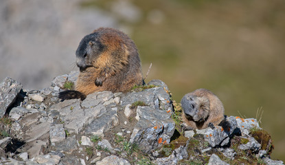 Marmotte