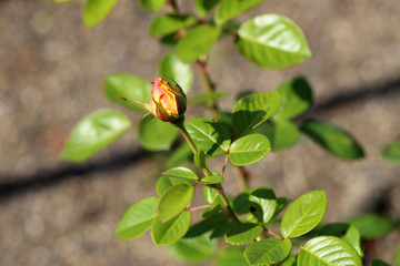 Beautiful Flowers. Beautiful roses in the garden.