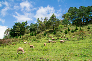 Flock of sheep on Mountain Meadow is blue sky landscape view in the morning. Farming outdoor
