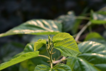 green leaves of a tree