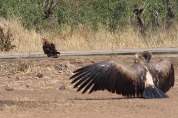 Raptor in Africa