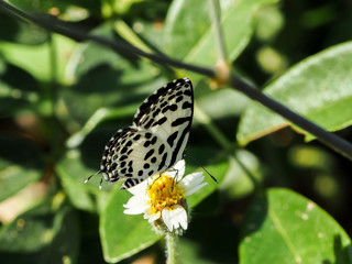 Fototapeta na wymiar black and white butterfly on the flower