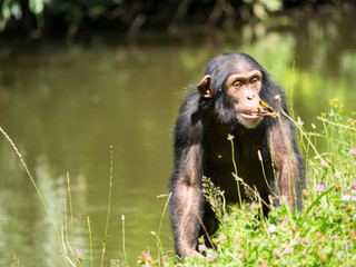 Chimpanzé