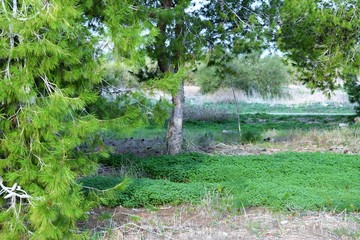 Cyprus Mediterranean nature