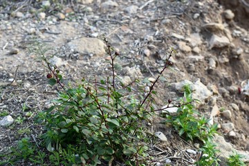 Cyprus Mediterranean nature
