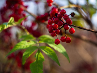 Red viburnum branch in the garden. Bunch of red viburnum berries on a branch.Viburnum shrub, with ripe clusters of viburnum berries. Autumn background, blur, bokeh.