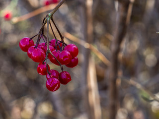 Red viburnum branch in the garden. Bunch of red viburnum berries on a branch.Viburnum shrub, with...