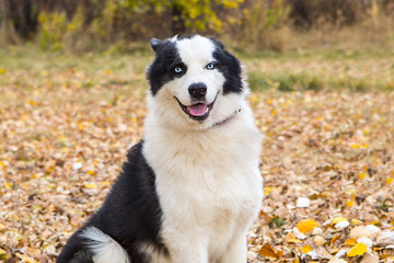 Yakut Husky with blue eyes on an autumn background in the forest