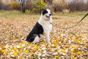 Yakut Husky with blue eyes on an autumn background in the forest