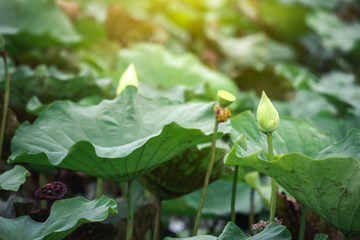Soft focus and close up Beautiful  leaf  and flower of lotus  blooming in lotus garden  background